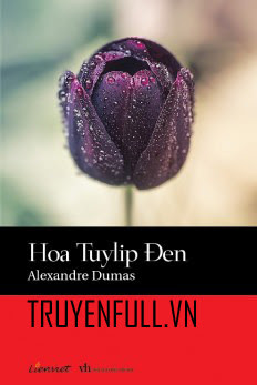 Hoa Tulip Đen